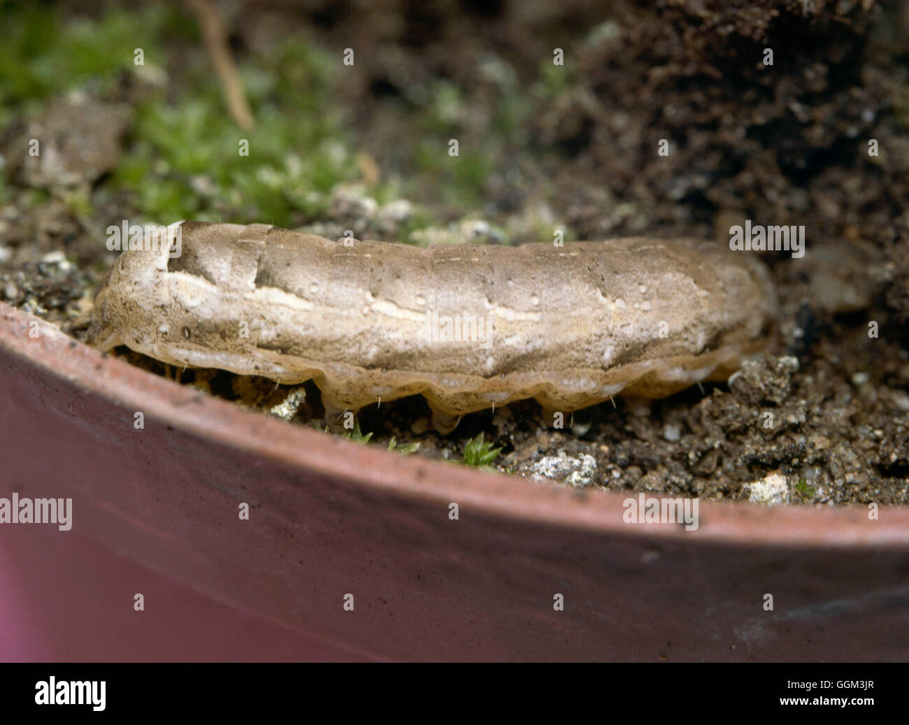 Caterpillar - Moth - A Cutworm   PES060183 Stock Photo
