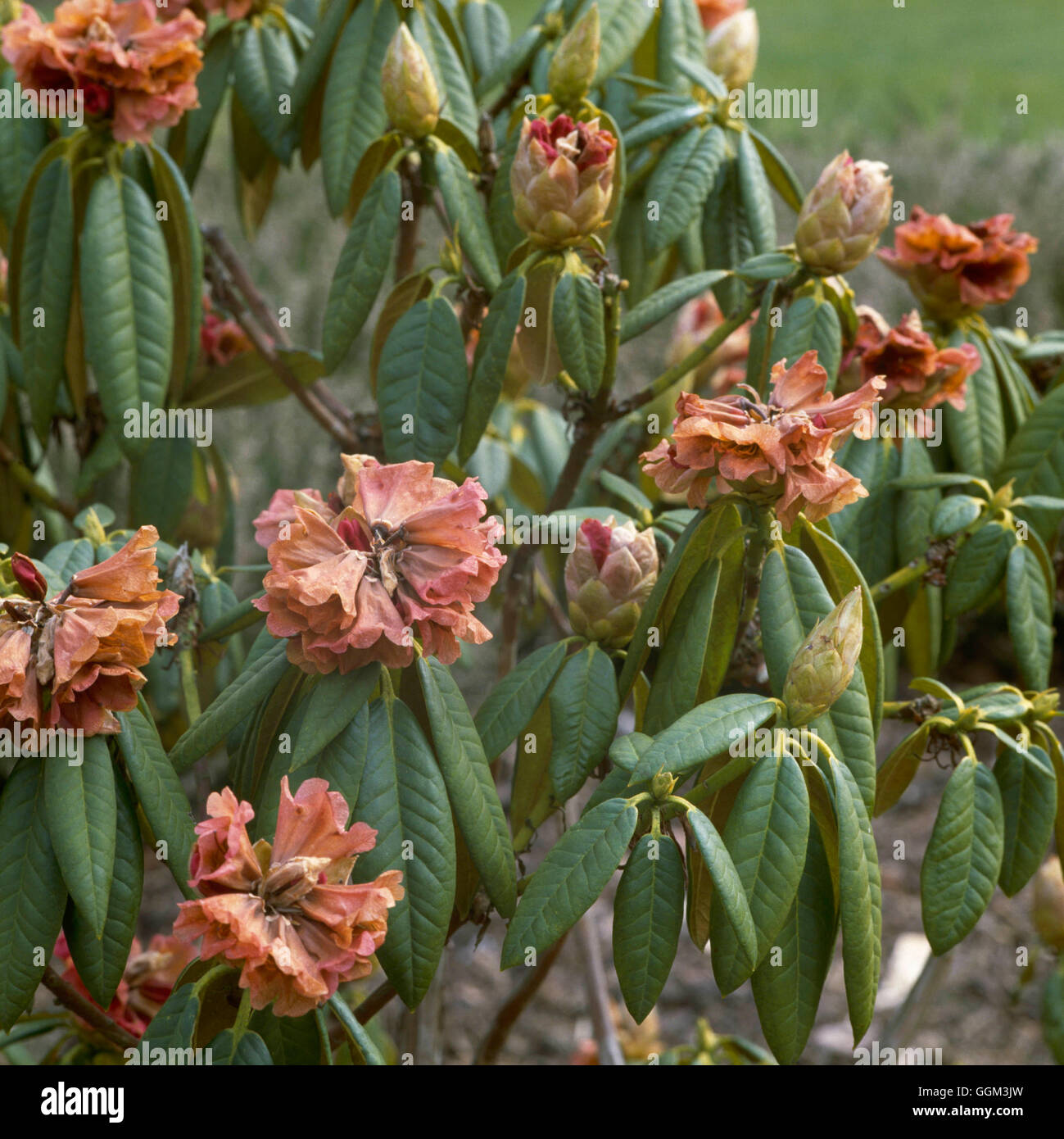 Frost Damage - to Rhododendron `Mary Power' PES060934 Stock Photo - Alamy
