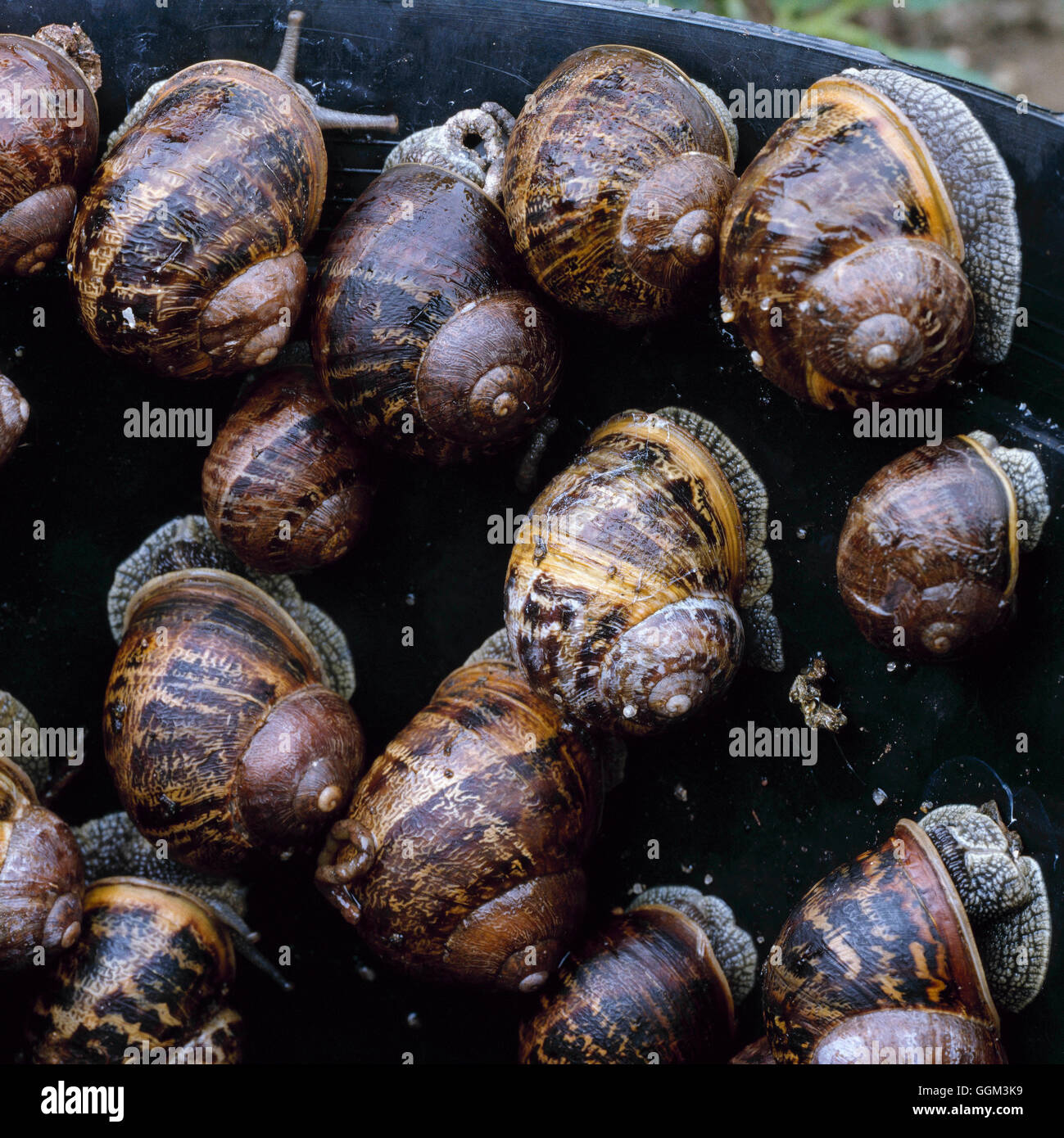 Snails   PES071026 Stock Photo