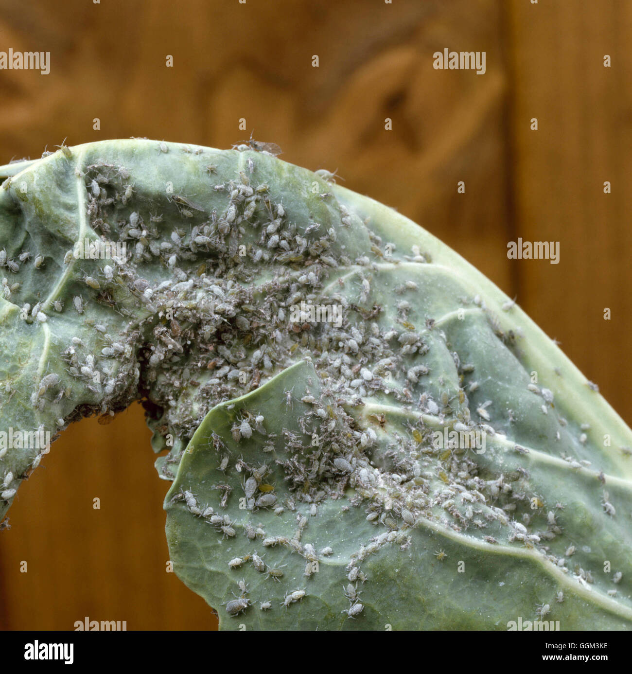 Cabbage aphids hi-res stock photography and images - Alamy