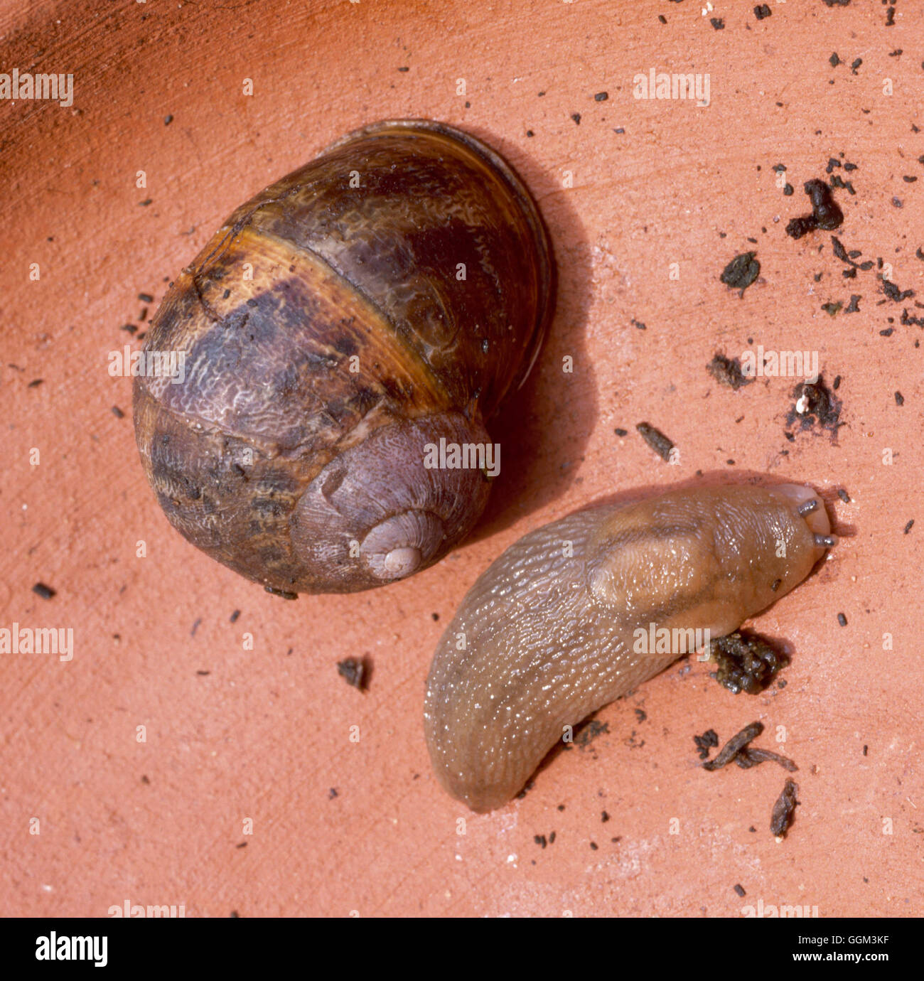 Slug - Field - (Deroceras reticulatum) with Snail (Helix aspera)   PES073133     Photos Horticultura Stock Photo
