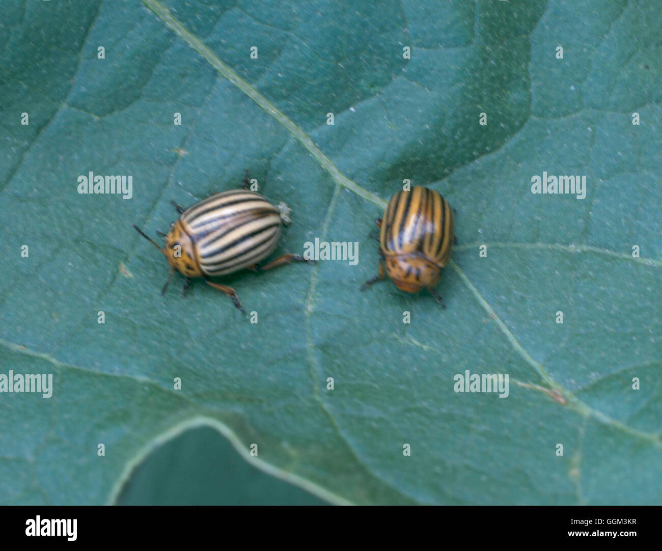 Beetle - Colorado - on Aubergine foliage (Leptinotarsa decemlineata)   PES085427     Photos Horticul Stock Photo