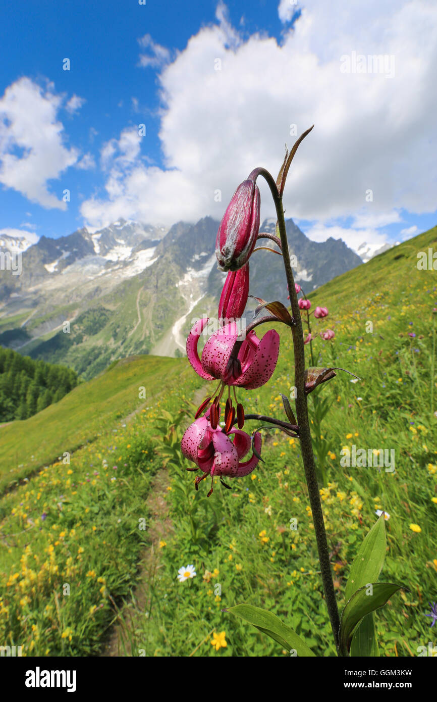 Lilium martagon in Val Ferret, the Mont Blanc massif. Stock Photo