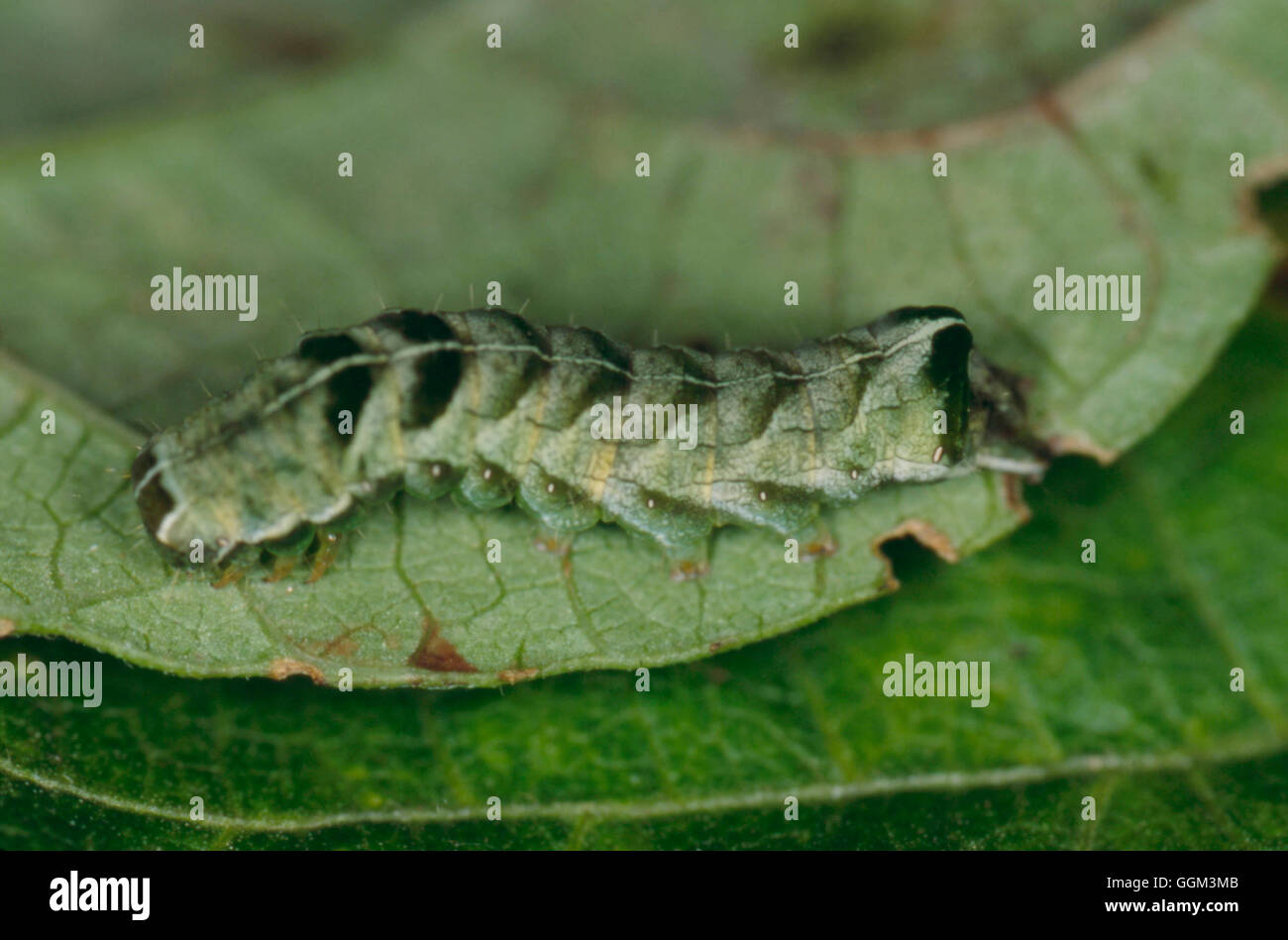 Caterpillar - Moth - of the Dot Moth (Melanchra pericariae)   PES096042 Stock Photo