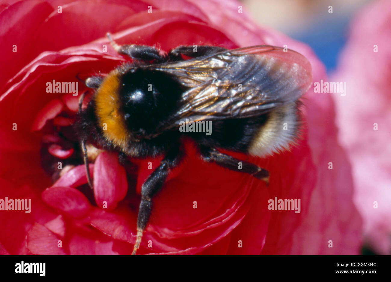 Bee - Bumble - (Bombus subterraneus)   PES107205 Stock Photo