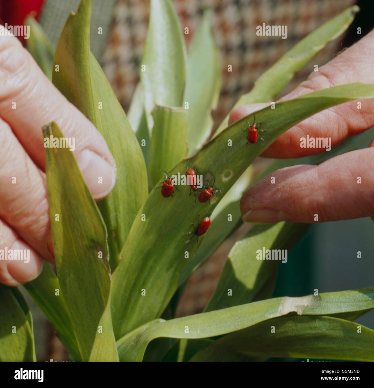 Lilybeetle hires stock photography and images Alamy