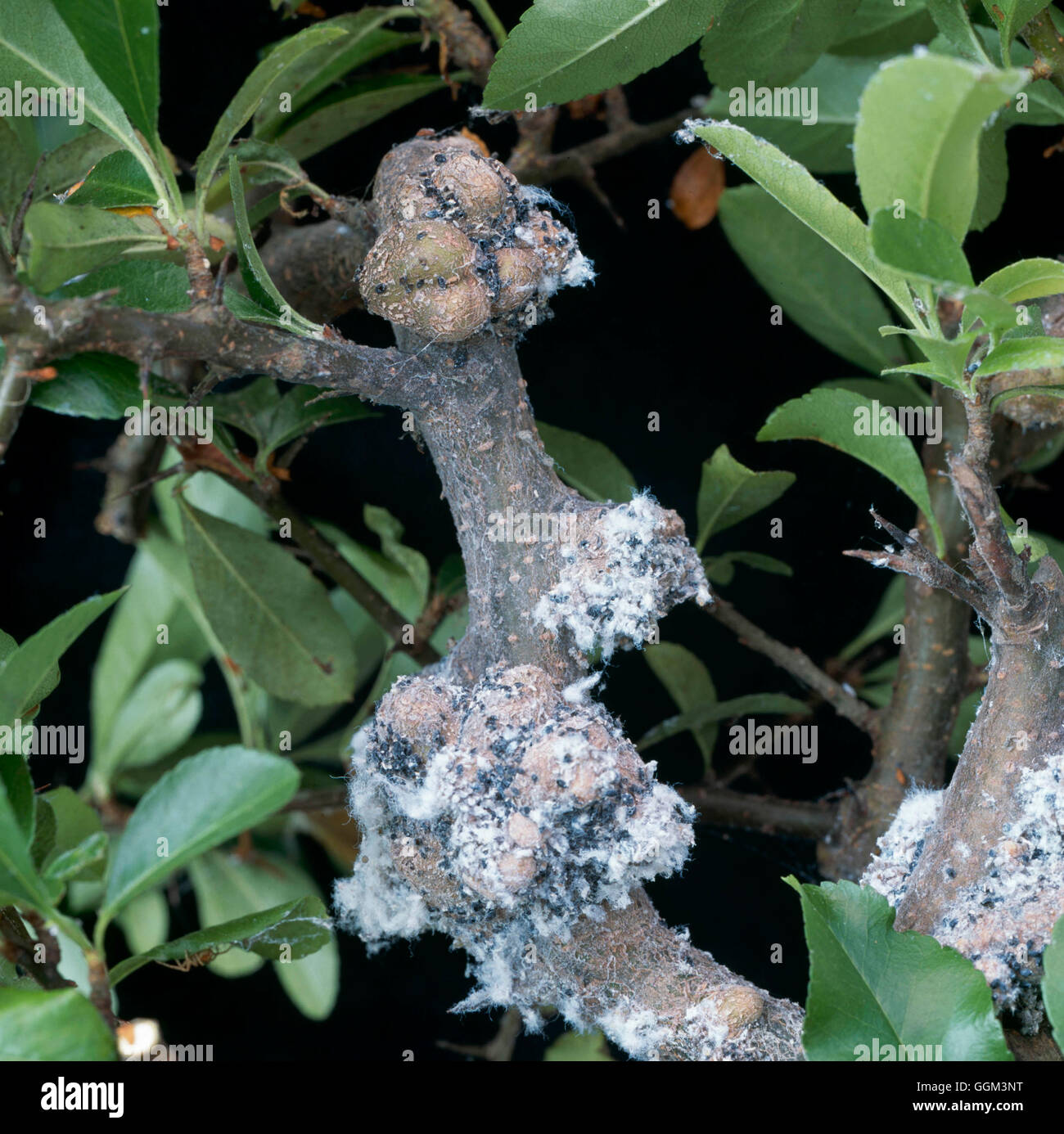 Aphids - Shrubs- - Woolly aphid on Pyracantha- - (Eriosoma lanigerum)   PES111330     Photos Horticu Stock Photo