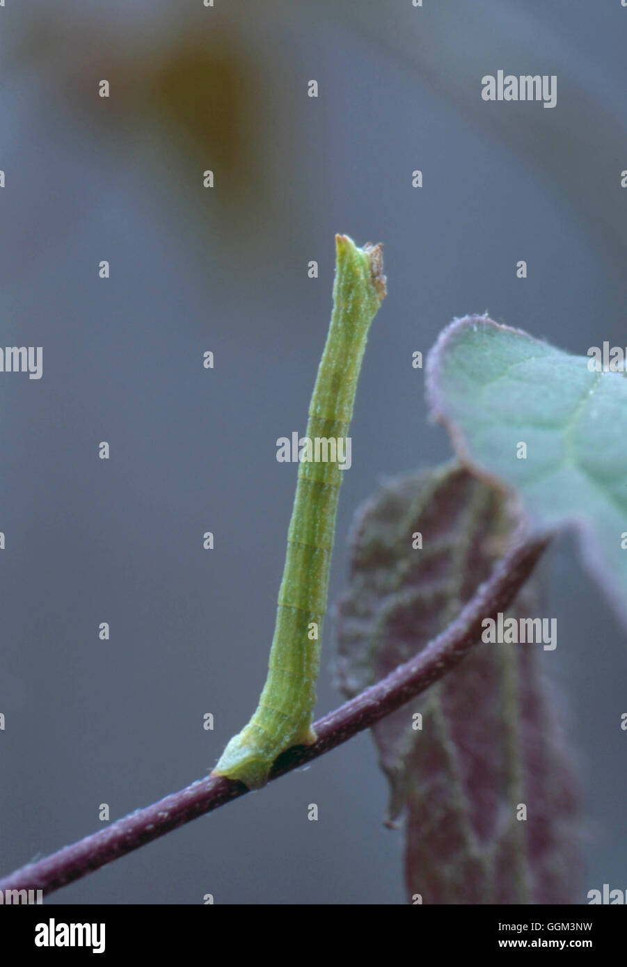 Catapillar Moth Looper caterpillar of Small Emerald""" PES110681