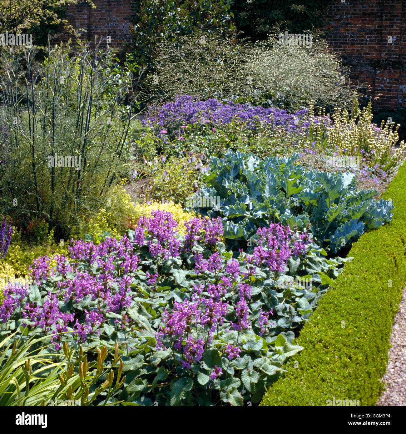 Perennial Border - with Stachys macrantha and Crambe maritima edged with Buxus/Box   PGN01' Stock Photo