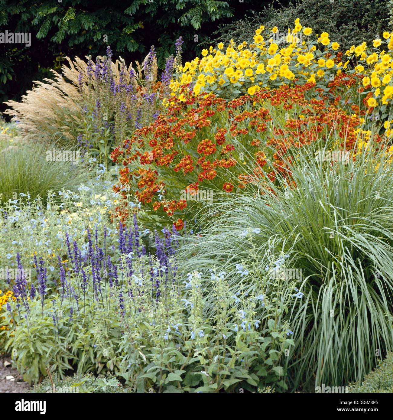 Perennial garden - in late August  with Salvias  Grasses  Lobelia  Helenium and Heliopsis.   PGN017009  Compulsory Cre Stock Photo