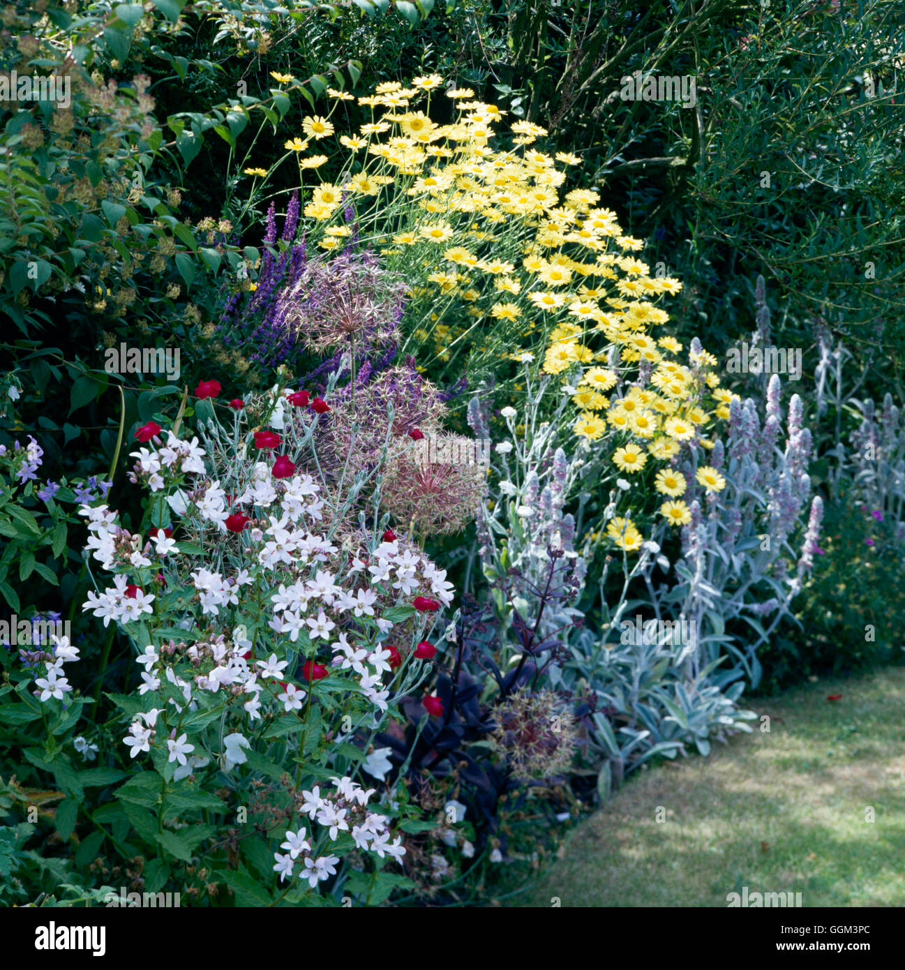Perennial Border - with Campanula  Lychnis  Sedum  Allium  Salvia  Anthemis and Stachys   PGN033954  Compulsory Credit Stock Photo