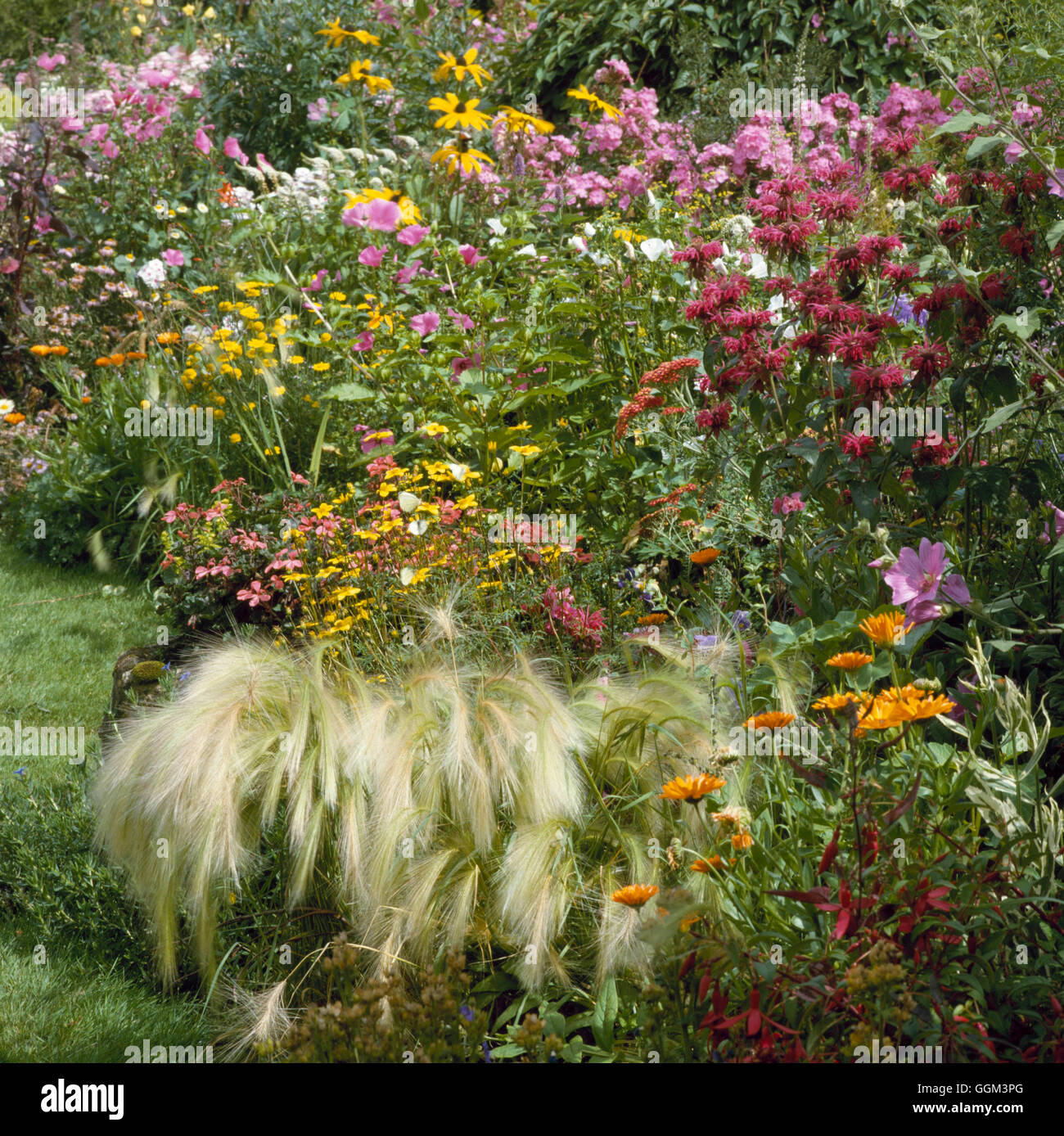 Perennial Border - with ornamental grass in foreground.   PGN047503 Stock Photo