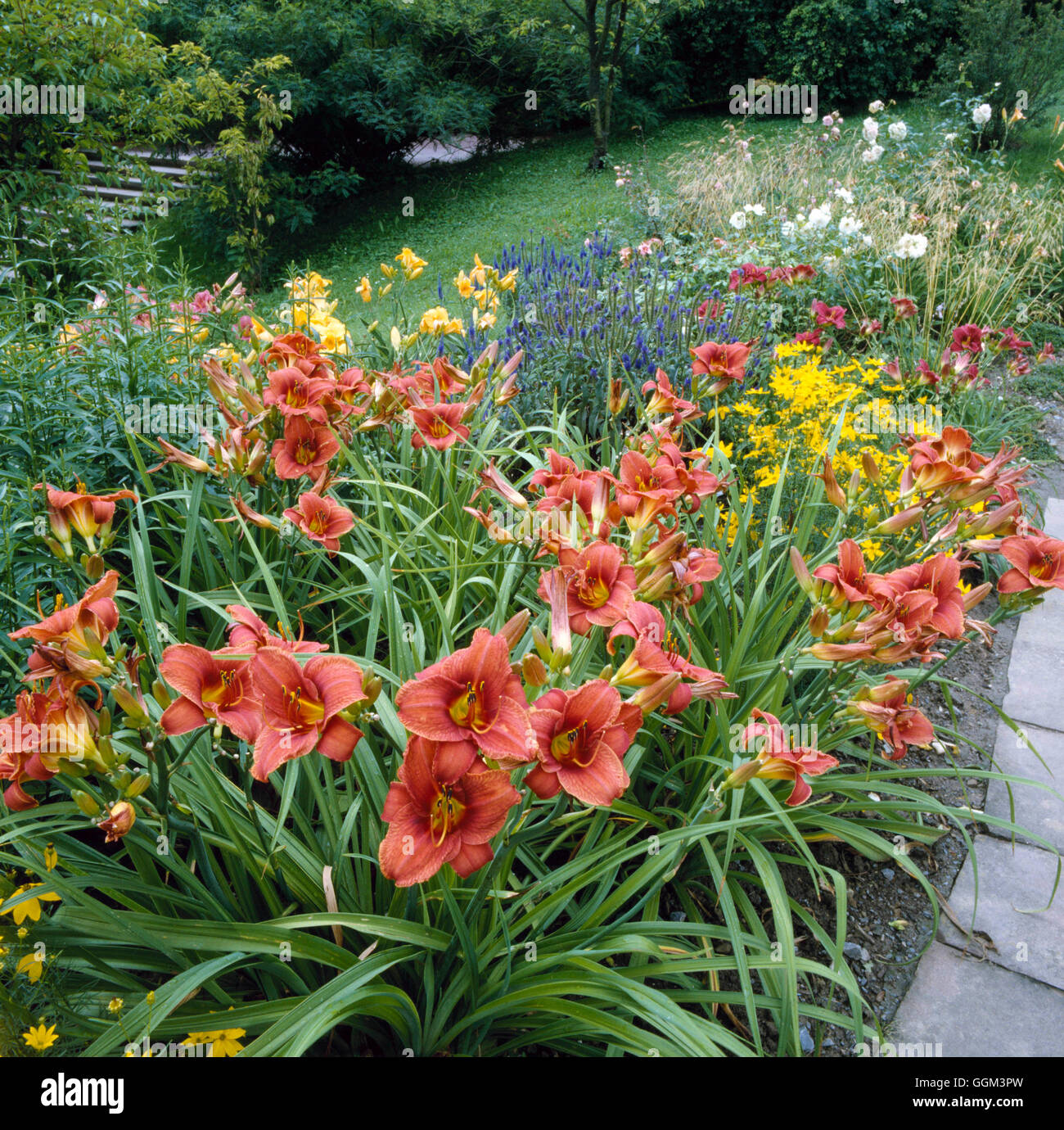 Perennial Border - with Hemerocallis  Coreopsis and Veronicas   PGN050810 Stock Photo