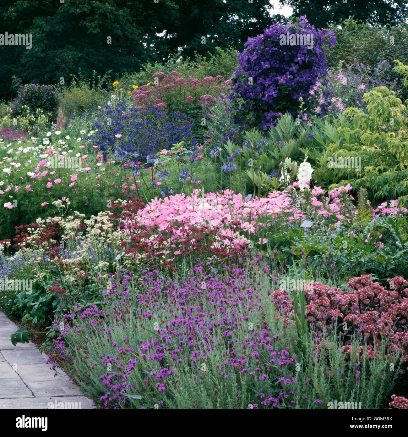 Perennial Border - (Wisley RHS Garden)   PGN084302 Stock Photo