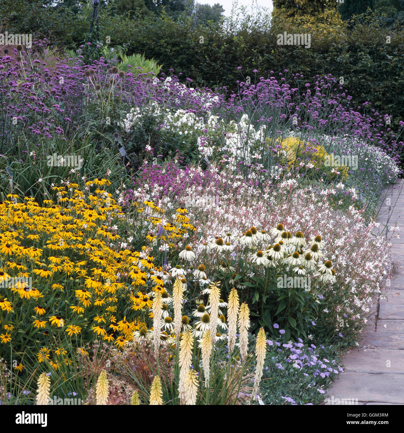 Perennial Border - with Rudbeckia  Echinacea  Kniphofia  Gaura  Phlox  and Verbena.- - (Wisley RHS Garden)   PGN084303 Stock Photo