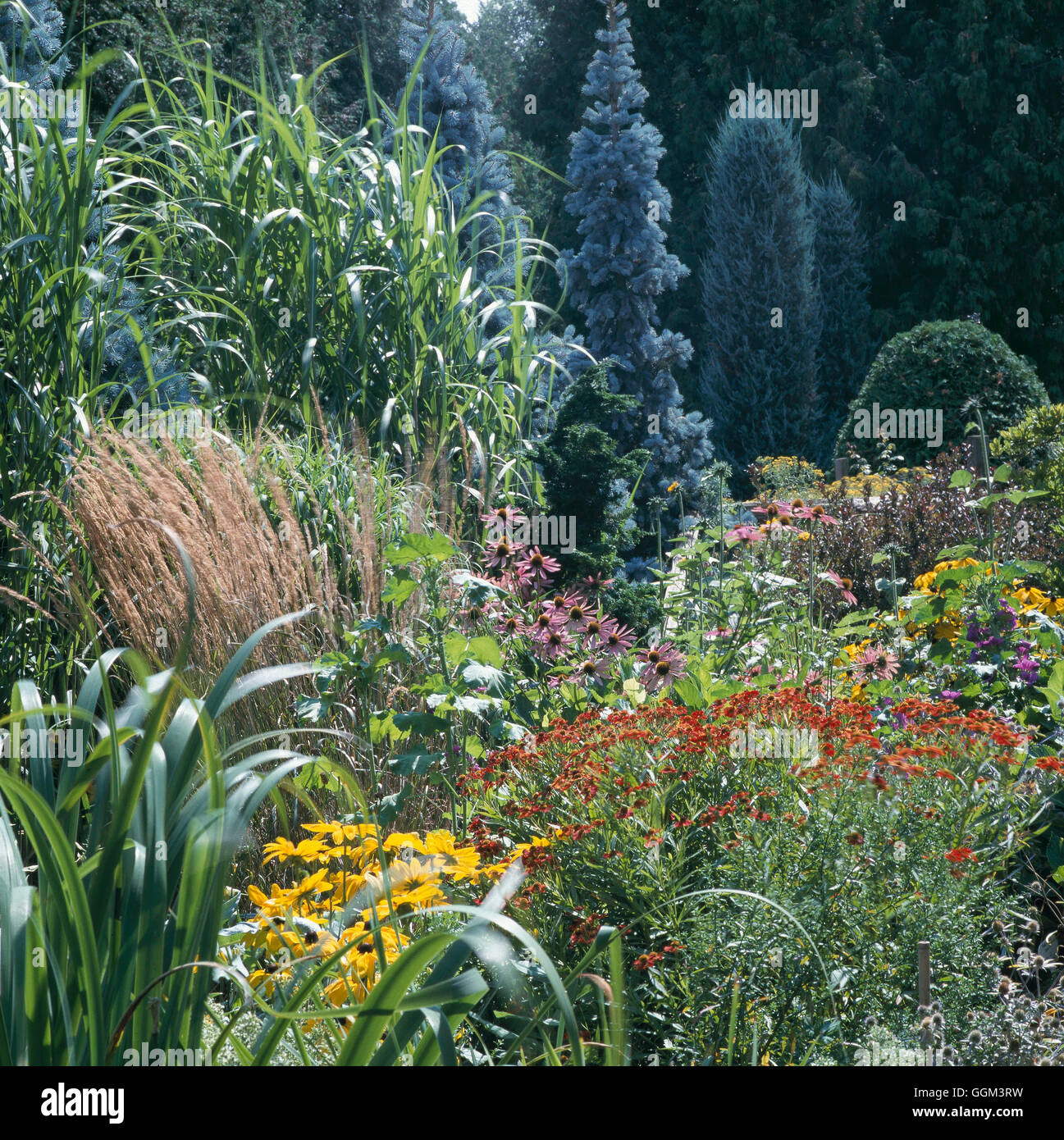 Perennial Border - with Rudbeckia  Helenium and Echinacea  interplanted with Grasses   PGN086286 Stock Photo