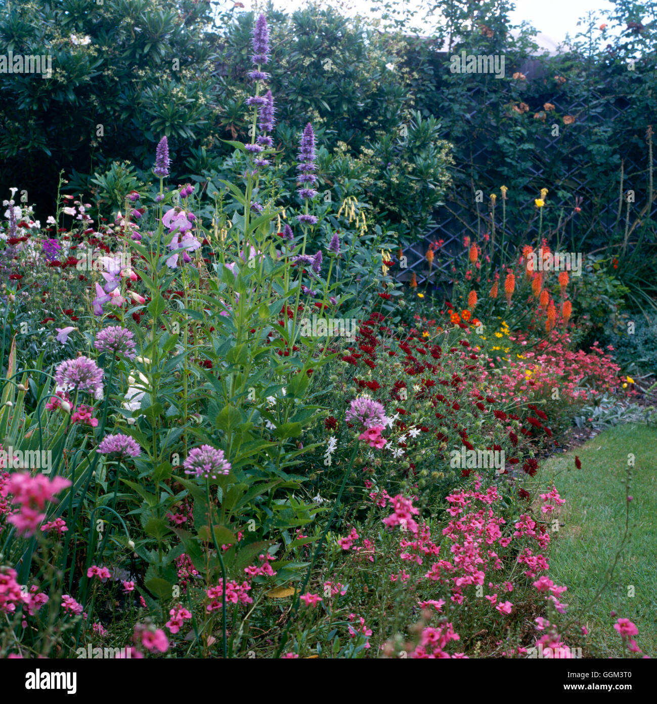 Perennial Border - (Please credit: Photos Horticultural/ Garden House  Moulton)   PGN086683     Phot Stock Photo