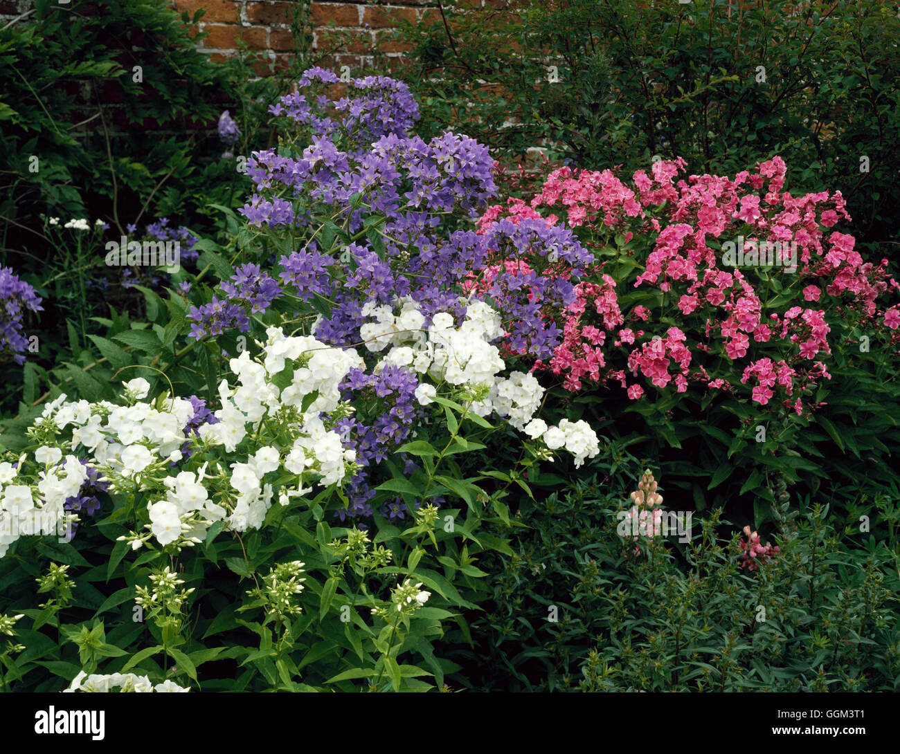Perennial Border - with Campanula and Phlox   PGN087770 Stock Photo