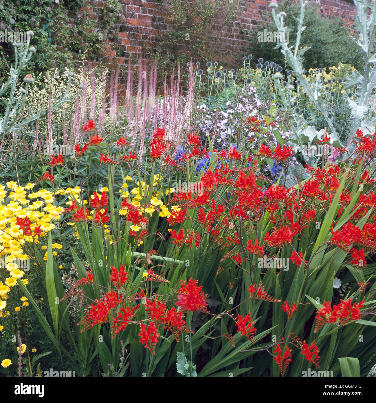 Perennial Border - (Please credit: Photos Horticultural/ Arley Hall and Gardens  Cheshire)   PGN089976  Compulsory Cre Stock Photo