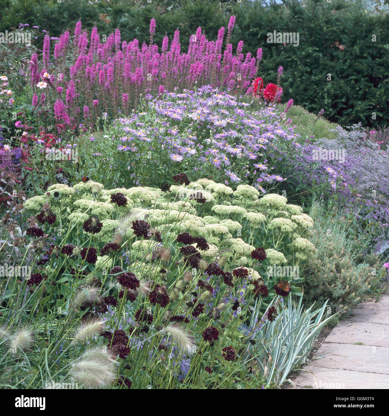 Perennial Border - with Pennisetum villosum  Scabiosa 'Ace of Spades'  Sedum 'Herbstfreude'  Aster x frikartii 'Monch' and Lythr Stock Photo