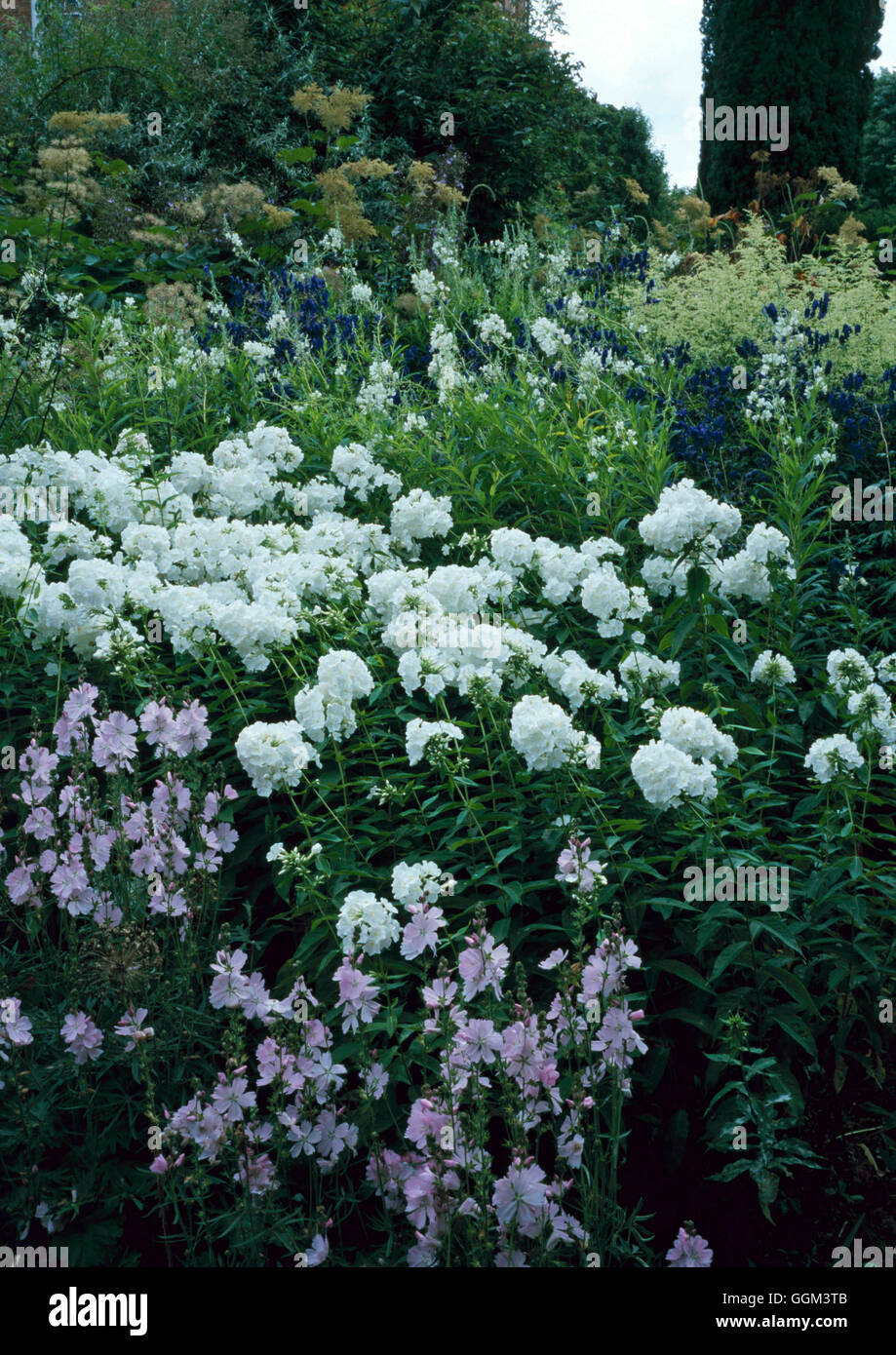 Perennial Border - Sidalcea  Phlox  Aconitum - and Epilobium angustifolium `Album'.   PGN095958 Stock Photo