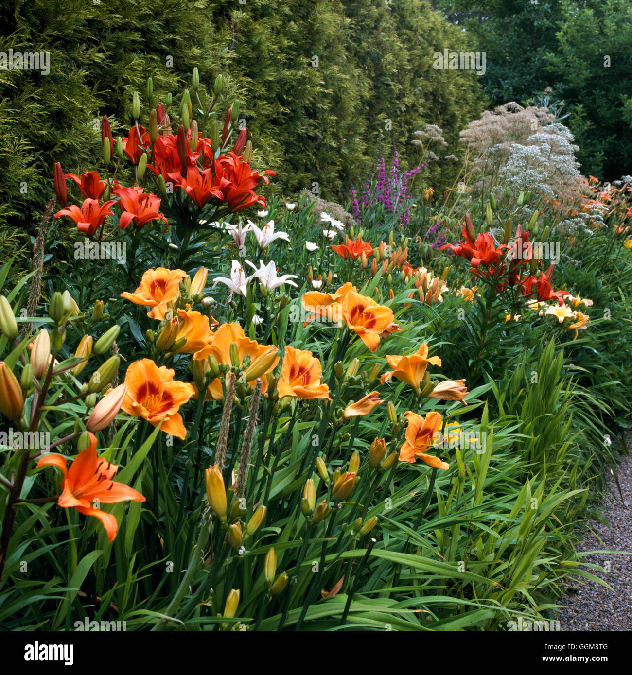 Perennial Border - with Hemerocallis and Lilies in foreground - (Garden of Selby Key  Portland  USA)   PGN101770  Comp Stock Photo