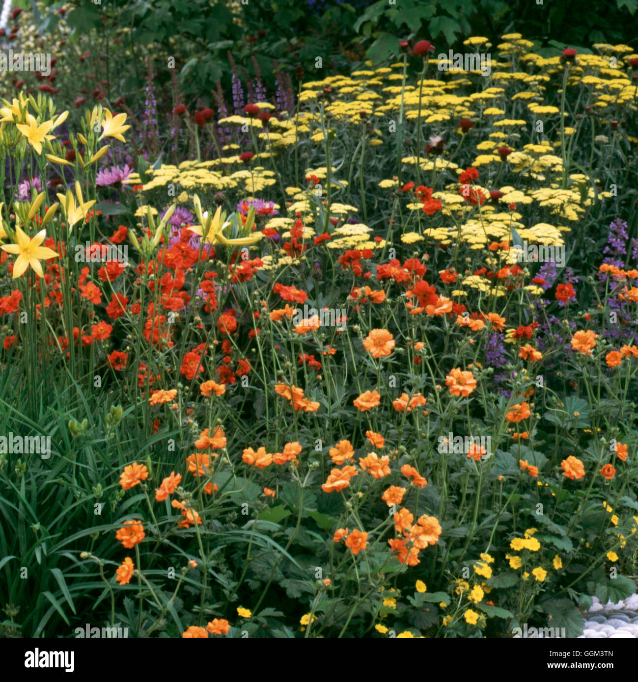 Perennial Border- with Geum  Achillea and Hemerocallis   PGN111103 Stock Photo