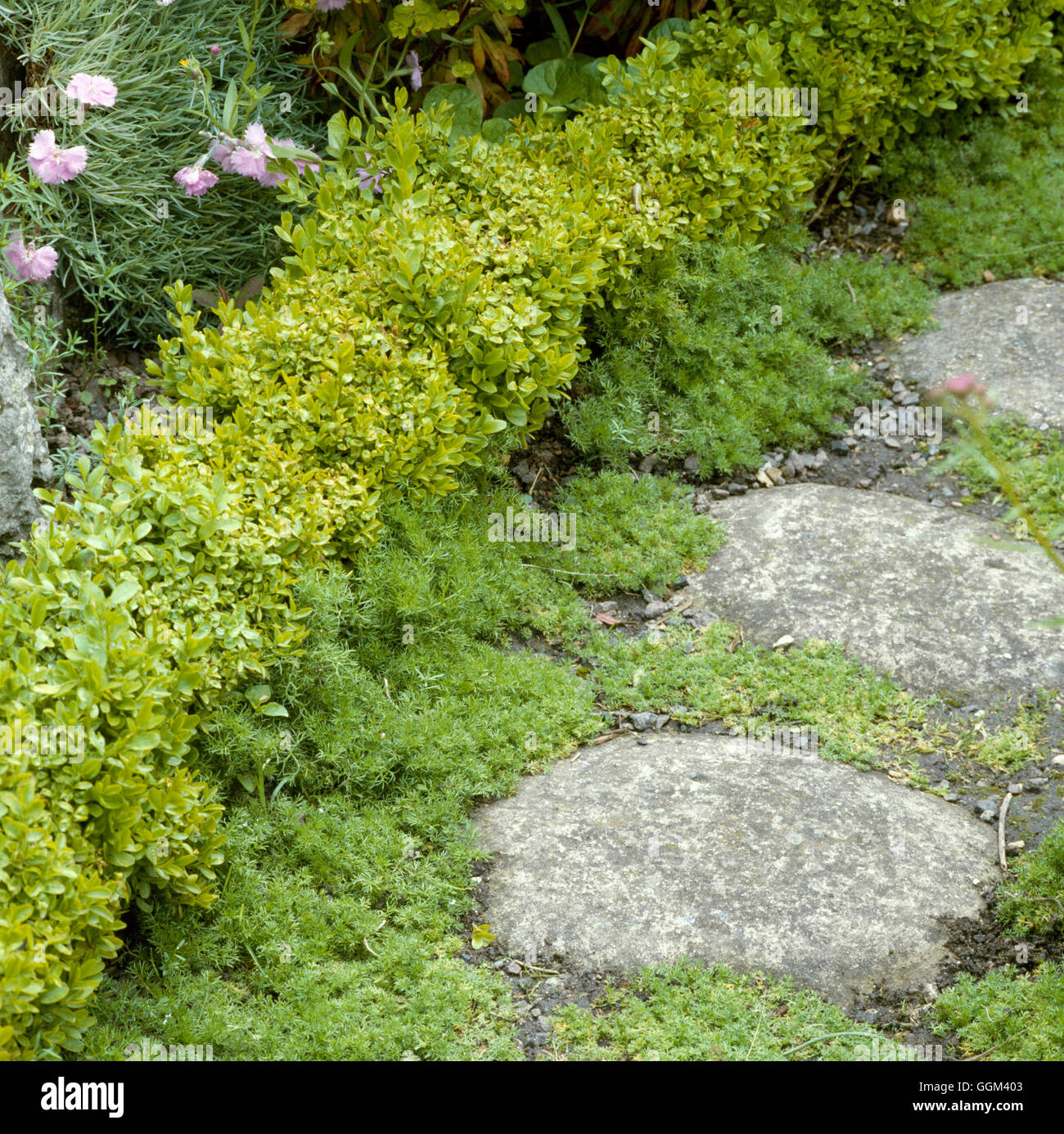 Paving and Plants Chamomile planted between stepping stones PPL036535