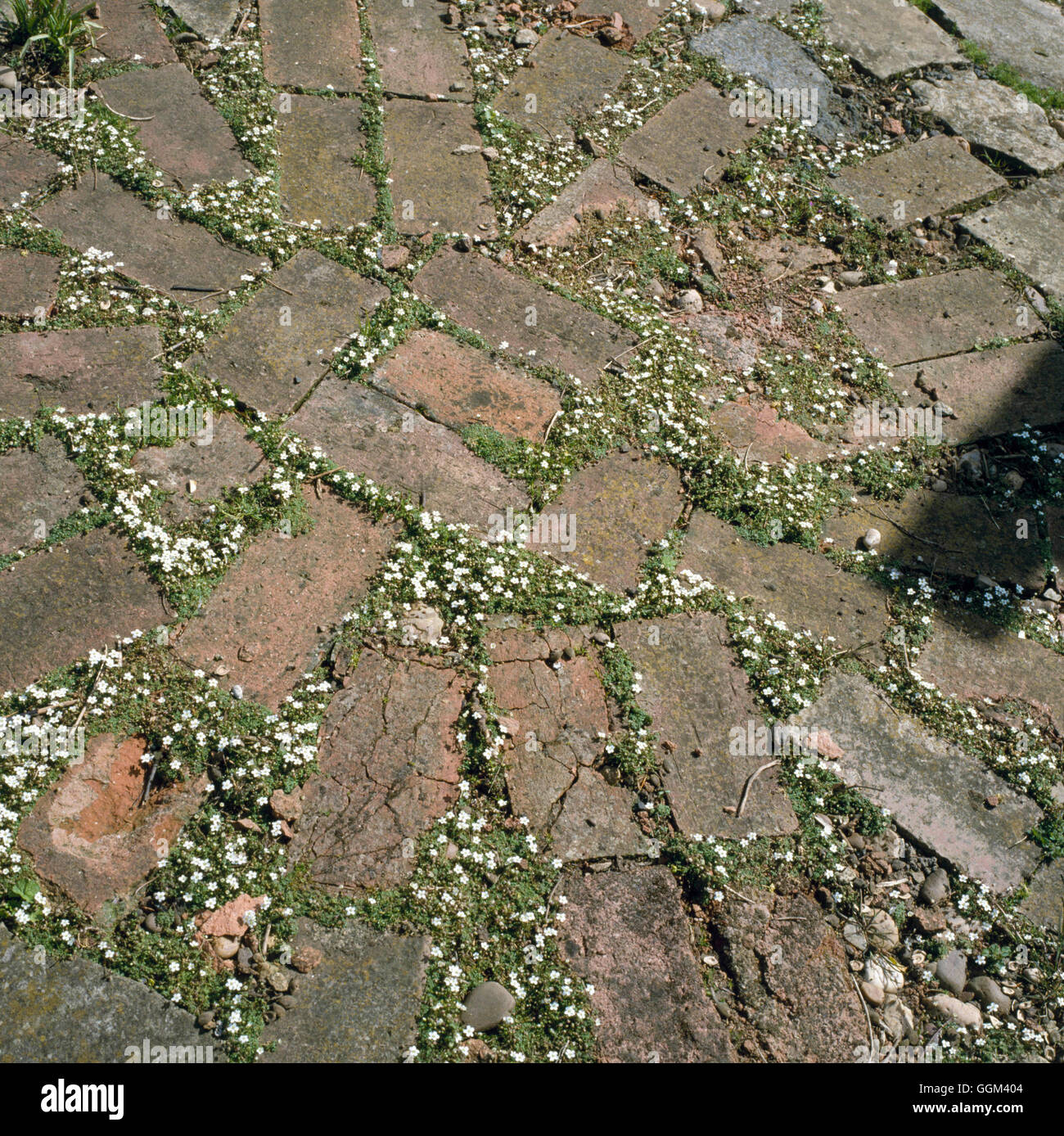 Arenaria hires stock photography and images Alamy