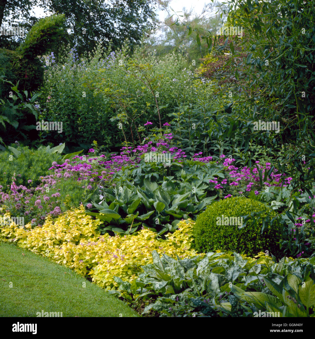 Perennials and Shrubs - (Please credit: Photos Horticultural/ Le Jardin de Valerianes  France)   PSH078650  Compulsory Stock Photo
