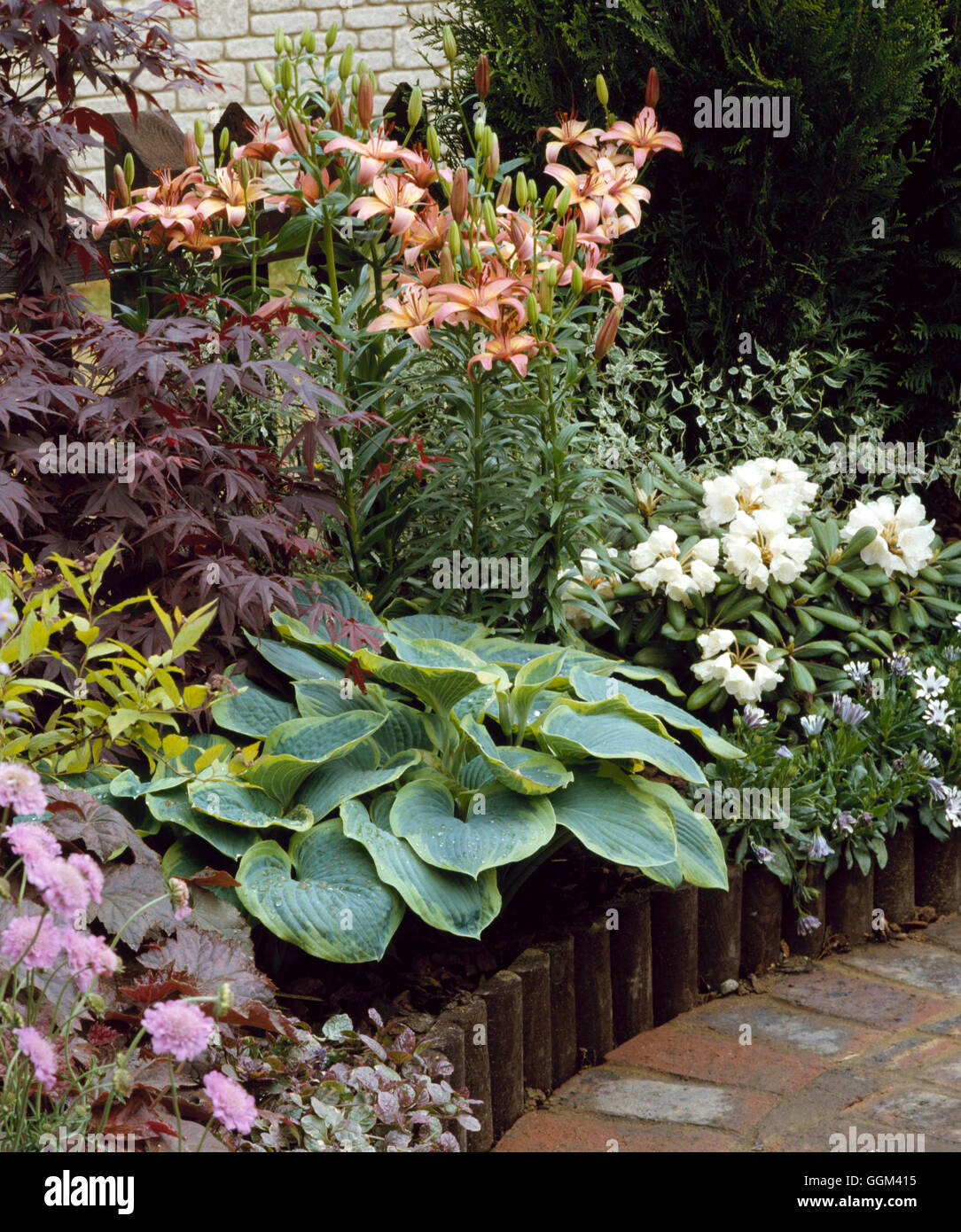 Raised Bed - planted with Scabious  Heuchera  Hosta  Acer  Lilies  Osteospermum and Rhododendron.- - (Daily Mirror Exhibit at Ch Stock Photo