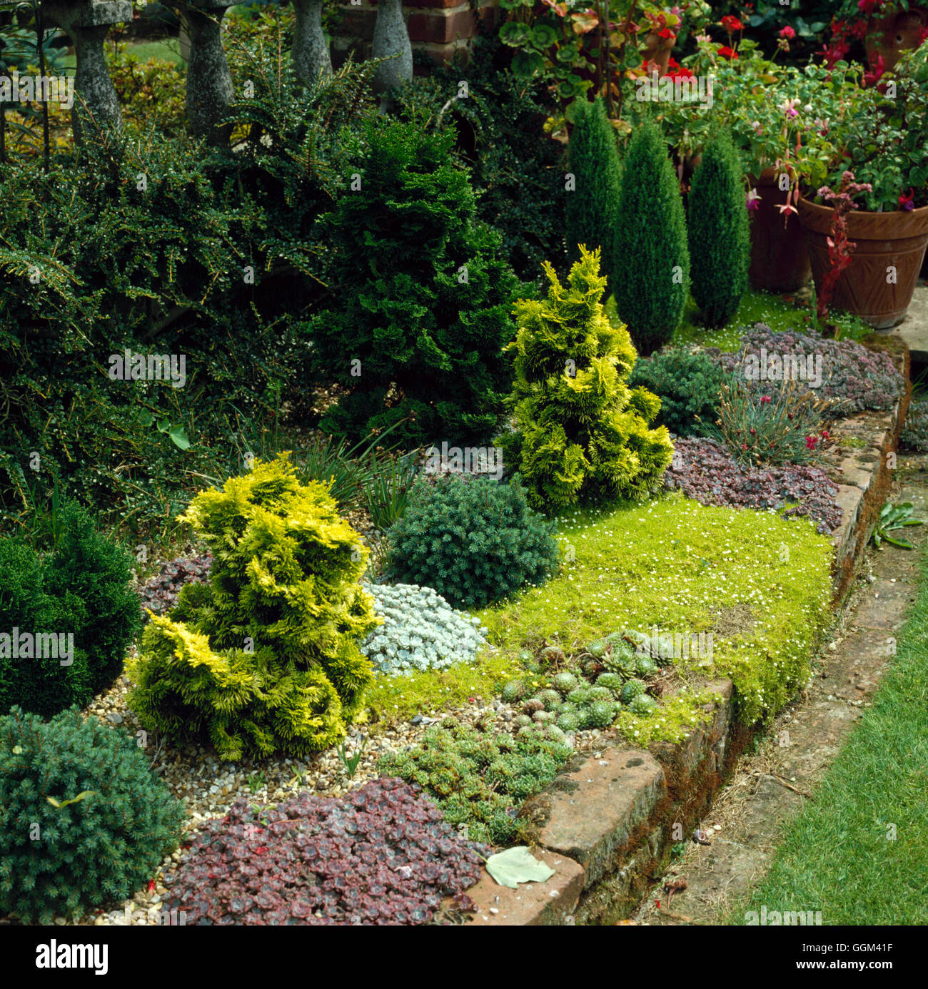 Raised Bed - planted with Alpines  Dwarf Conifers & Shrubs   RAB032915 Stock Photo