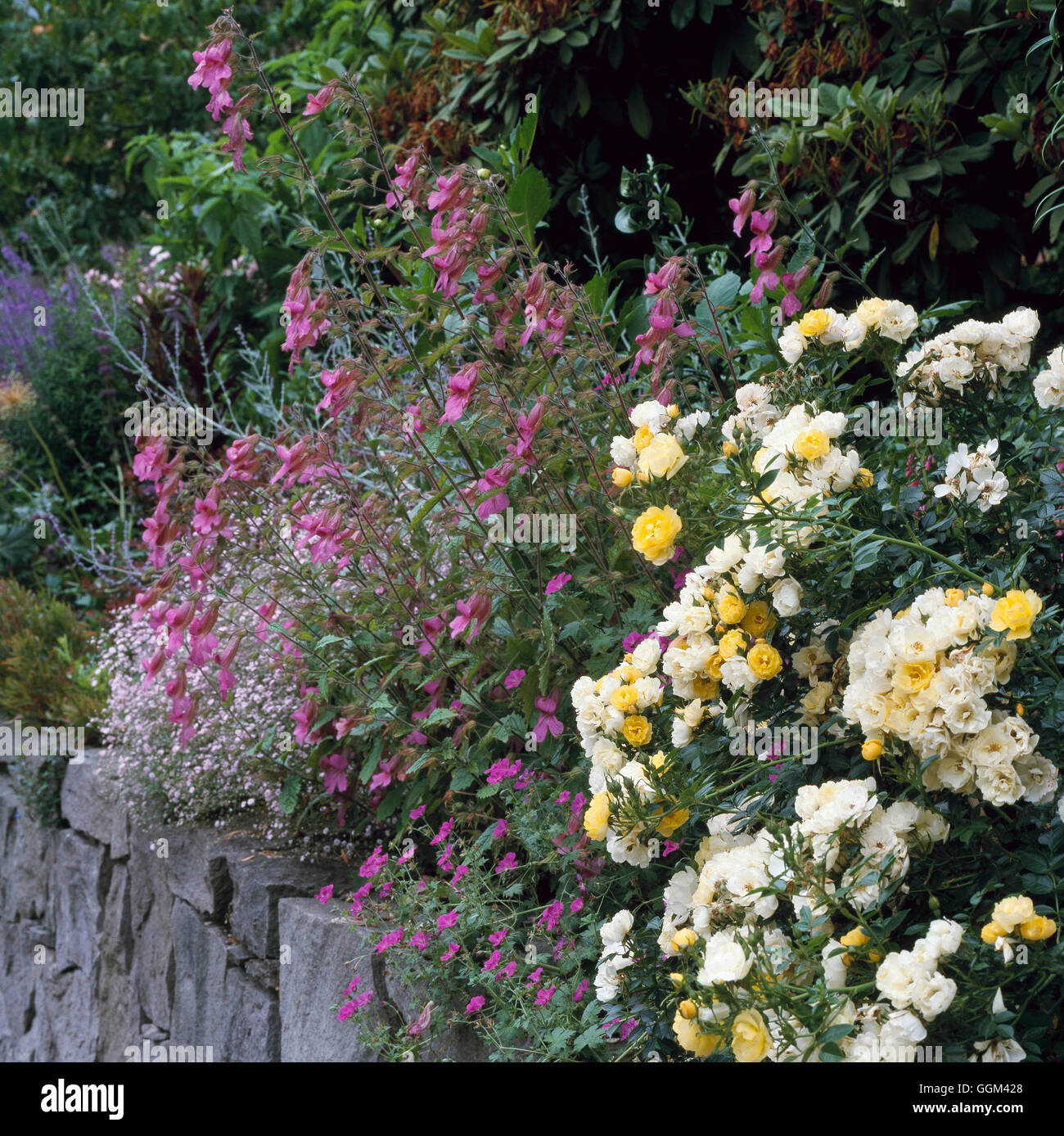 Raised Bed - planted with Roses and Rehmannia (Garden of Lucy Hardiman  Portland  USA)   RAB101748 Stock Photo