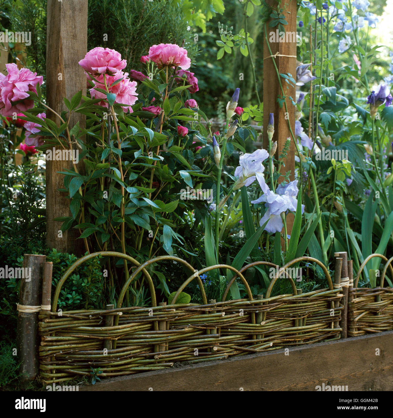 Raised Bed - edged with woven willow - (Please credit: Photos Hort/Halls Gdn Design)   RAB103574 Stock Photo