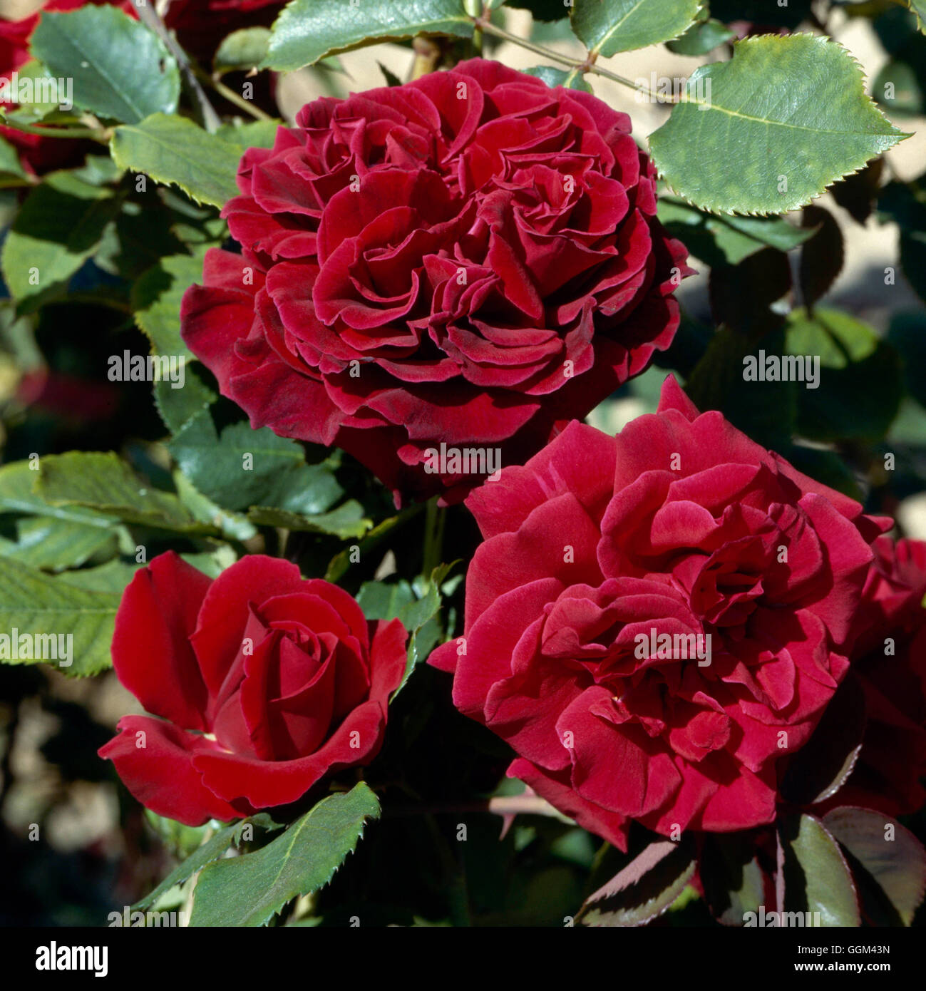 Rosa 'guinee' hi-res stock photography and images - Alamy
