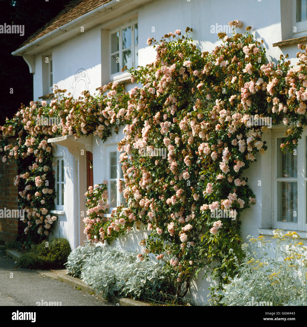 Rosa albertine rosa albertine hi-res stock photography and images - Alamy
