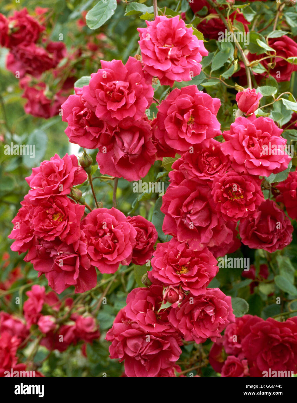 Rosa - `Paul's Scarlet Climber' RCL036089 Stock Photo - Alamy