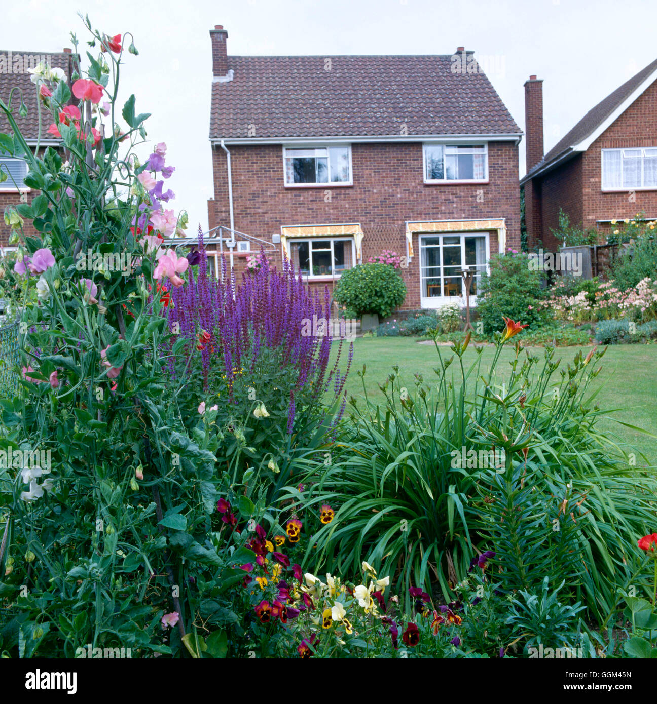 Rear Garden - with a tripod of Sweet Peas in the foreground   REA002084 Stock Photo