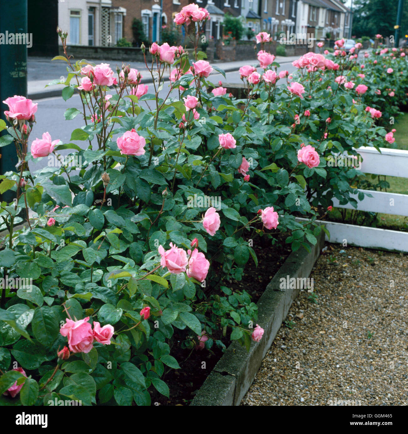 Floribunda rose the queen elizabeth hi-res stock photography and images -  Alamy