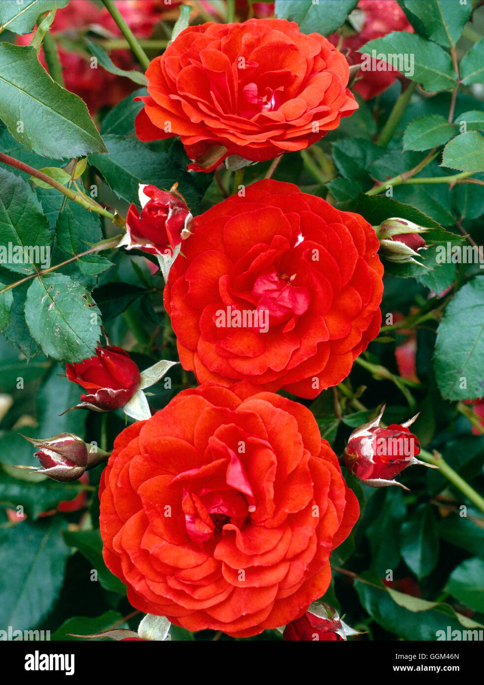 Rosa - `Trumpeter' AGM (Floribunda) RFL044475 Stock Photo - Alamy