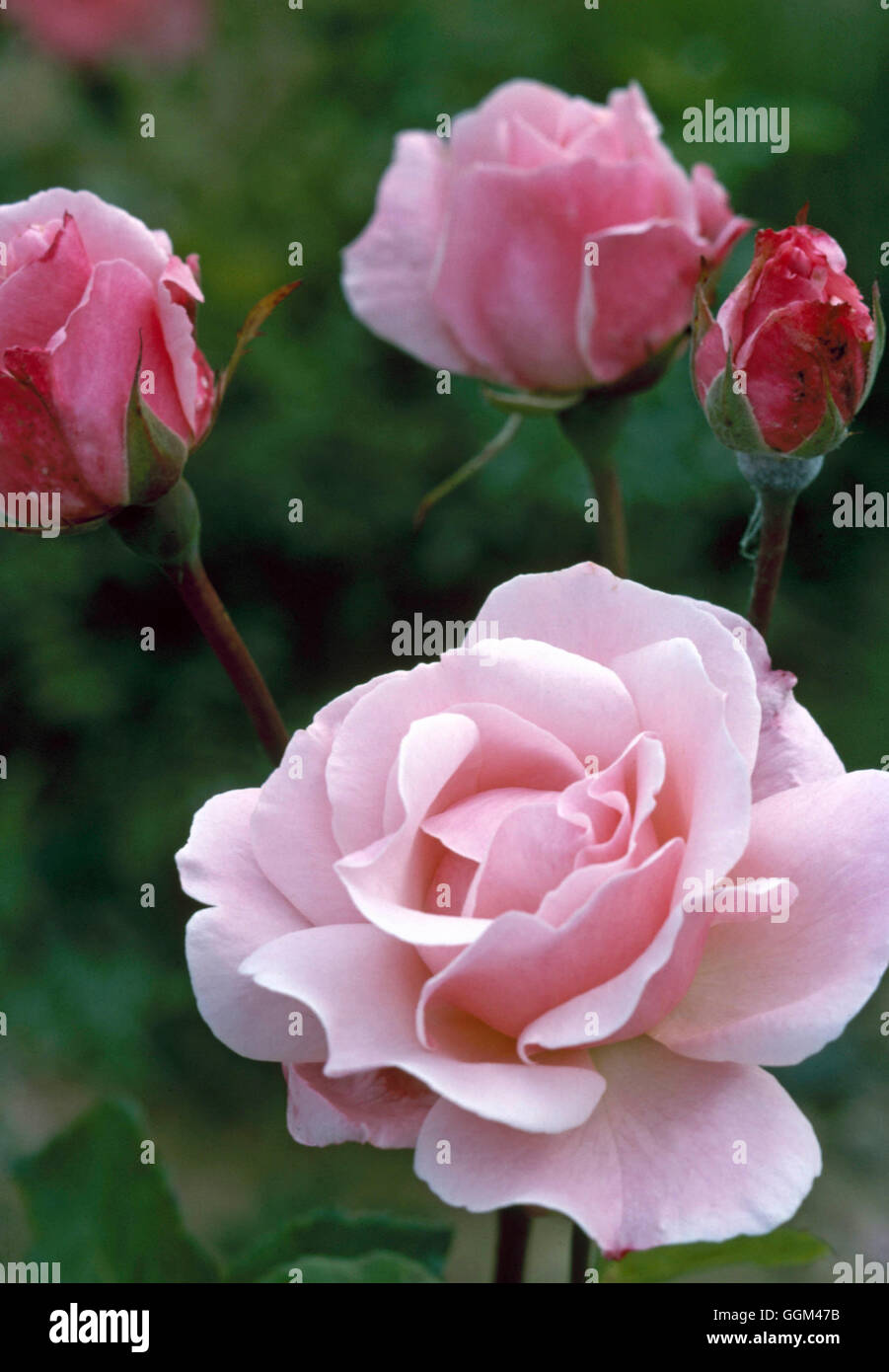 Rosa The Queen Elizabeth Floribunda RFL094198 Stock Photo Alamy rosa-the-queen-elizabeth-floribunda-rfl094198-stock-photo-alamy