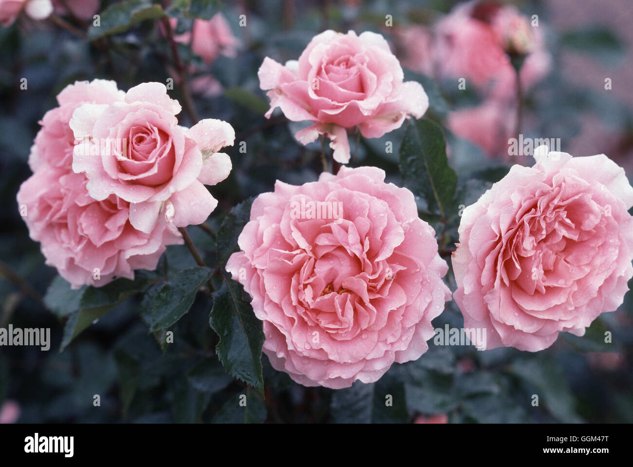 Rosa 'l'aimant' hi-res stock photography and images - Alamy