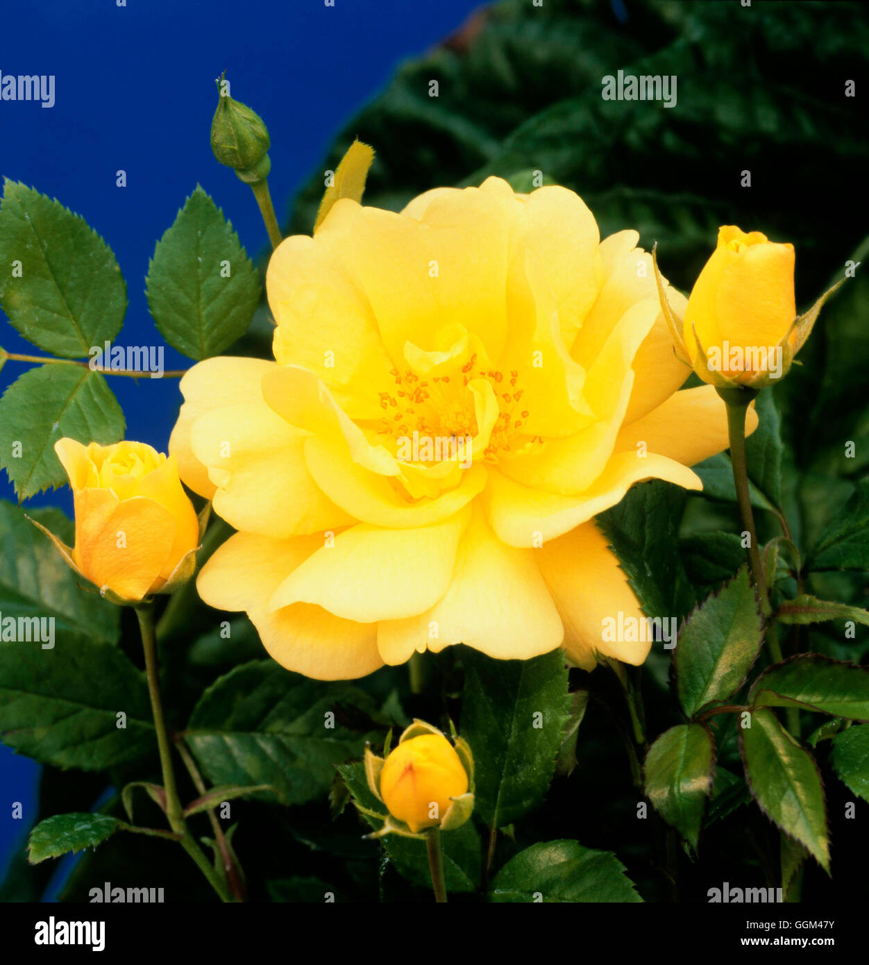 Rosa- 'Golden Memories'- - (Rose of the Year 2004) (Floribunda)   RFL111783 Stock Photo