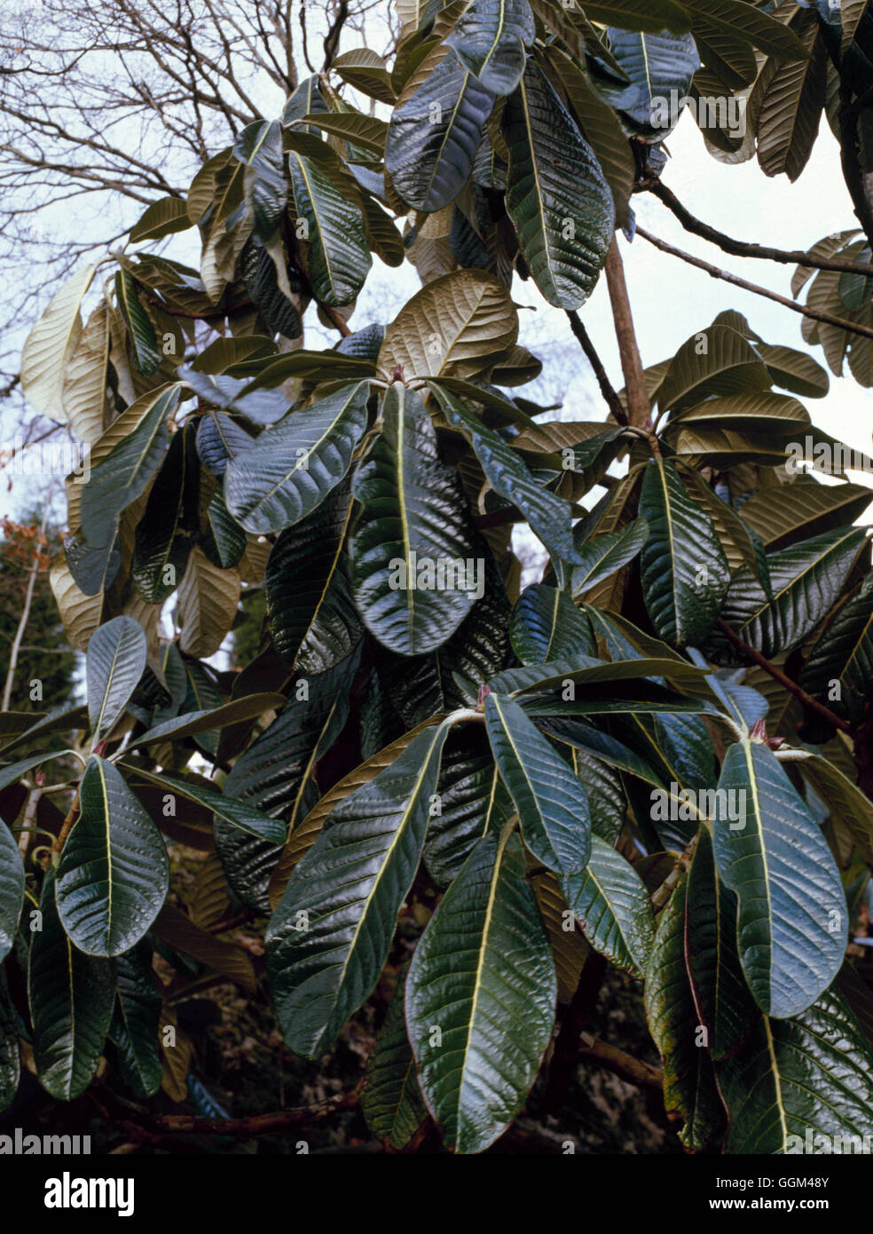 Rhododendron rex - showing grey tomentum on under- side of leaves.   RHO013789     Photos Horticultu Stock Photo