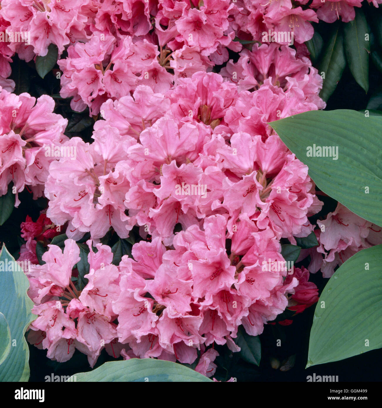 Rhododendron - Hydon Dawn' AGM RHO021614 Stock Photo - Alamy