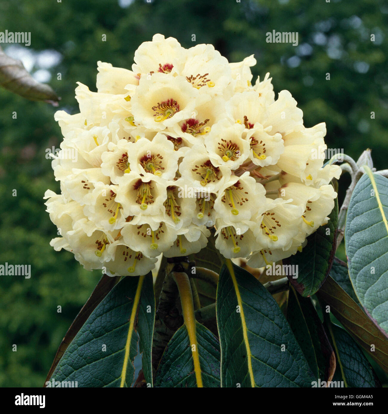 Rhododendron macabeanum hi-res stock photography and images - Alamy