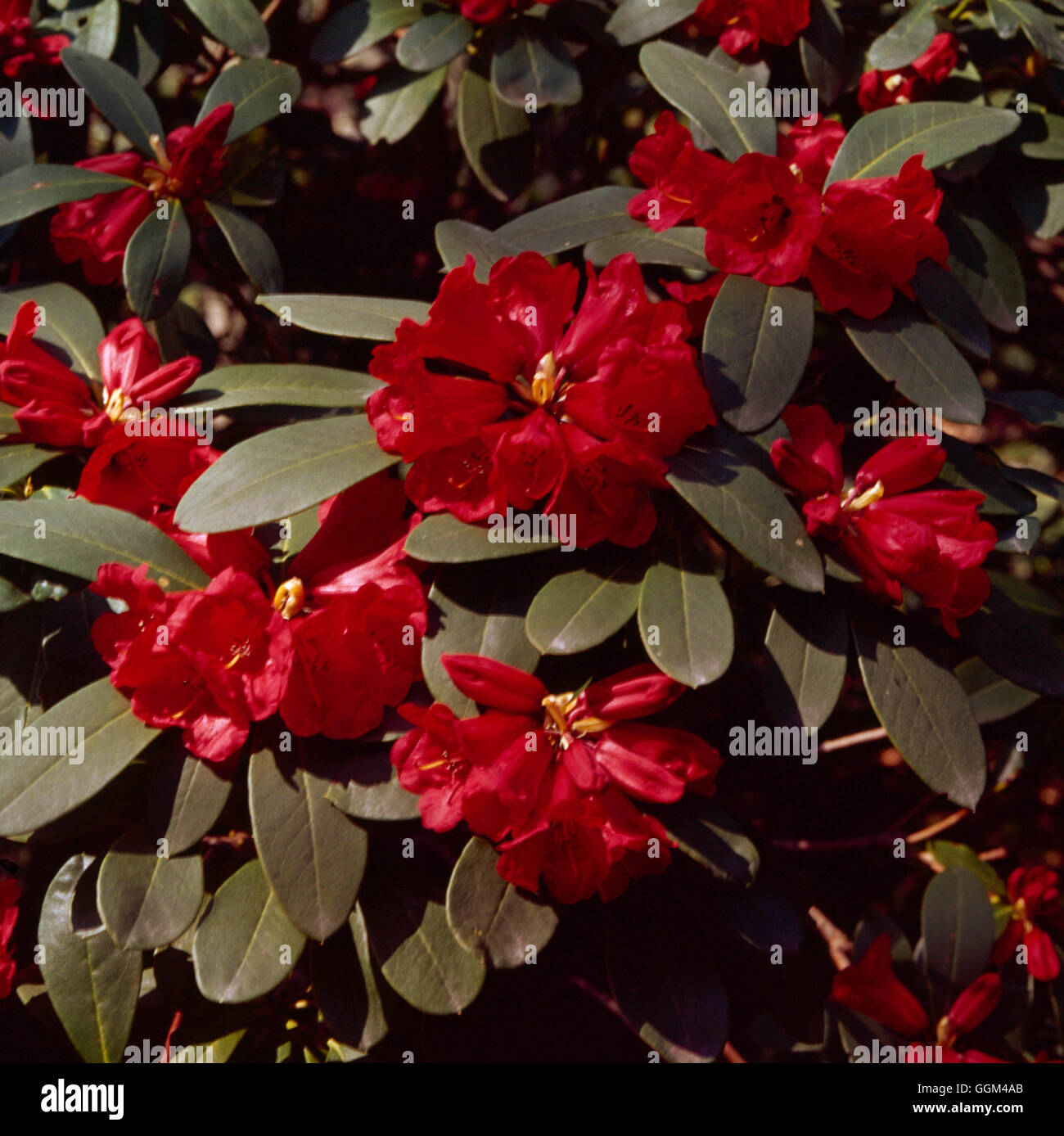 Chinese rhododendron hi-res stock photography and images - Alamy