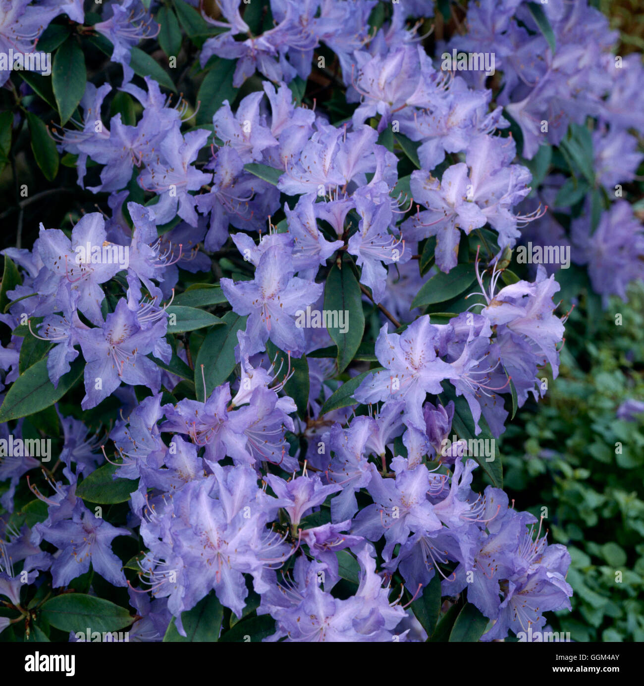 Rhododendron augustinii   RHO078426 Stock Photo