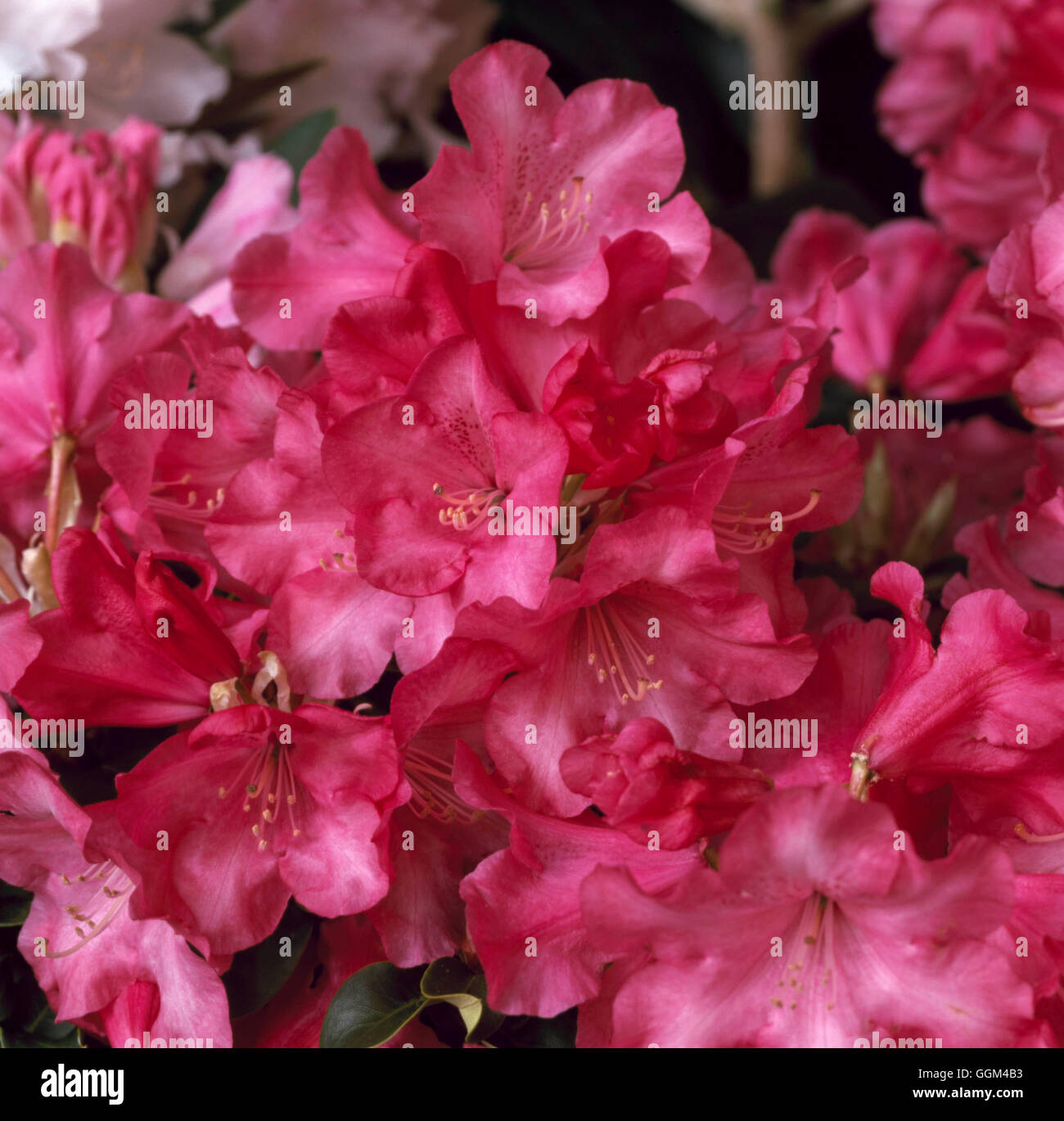 Rhododendron gartendirektor glocker hi-res stock photography and images -  Alamy