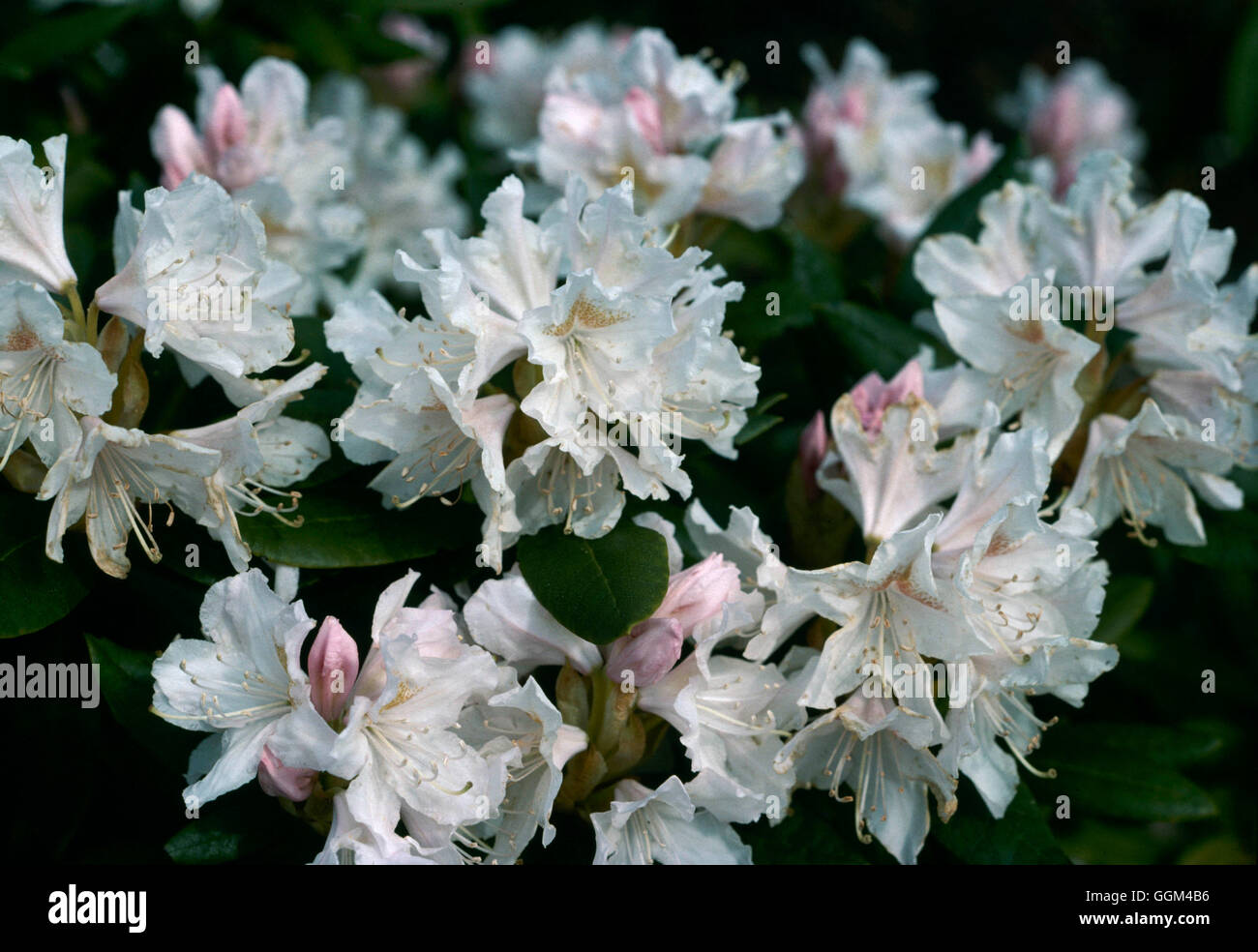 Rhododendron - 'Cunningham's White'   RHO100613 Stock Photo